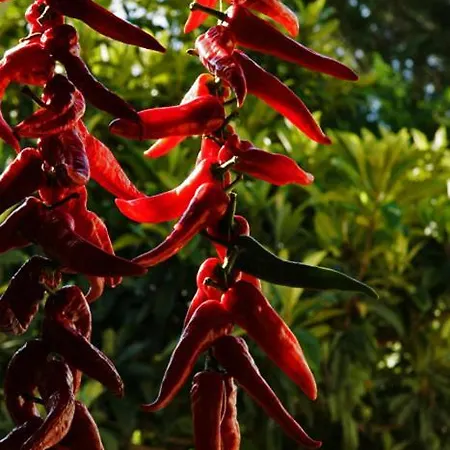 Bonaventura And Bonaventura Food