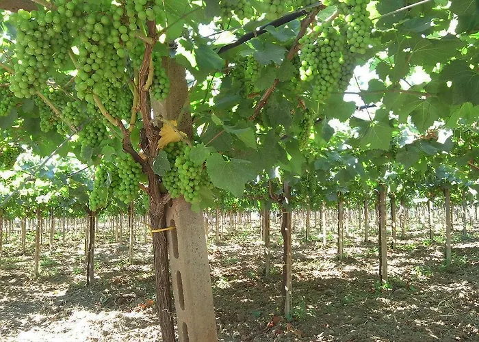 Bonaventura And Bonaventura Food