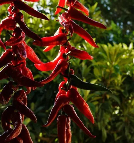 Bonaventura And Bonaventura Food